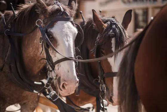 Close-up of harnessed Clydesdale horses preparing to pull a horse-drawn coach at Sovereign Hill.